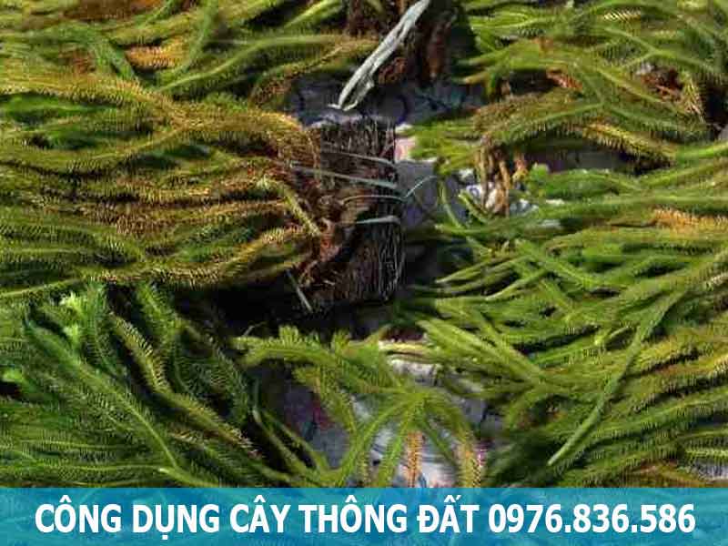 công dụng cây thông đất