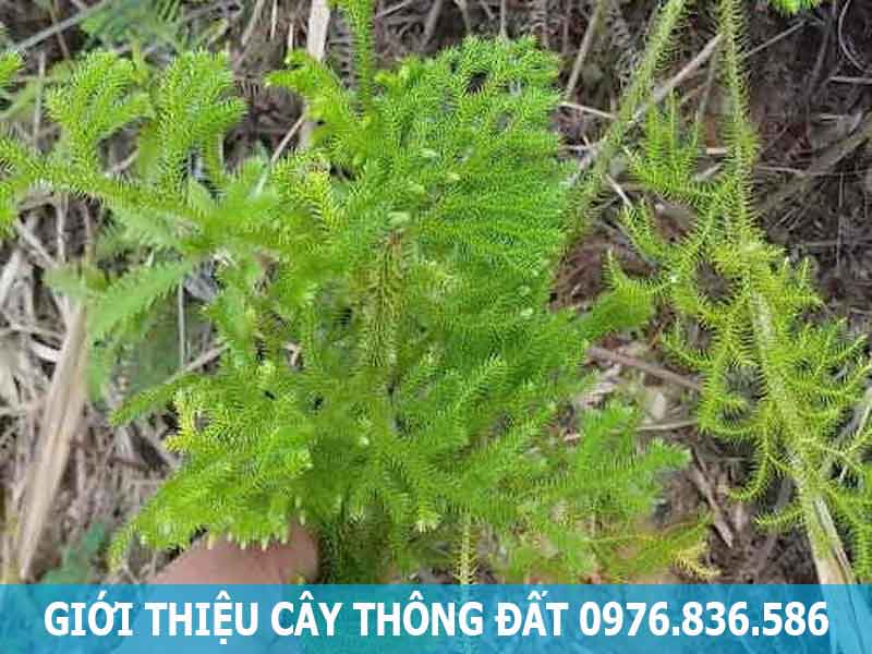 giới thiệu cây thông đất