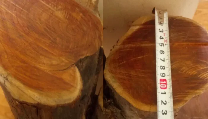 Giá 1kg gỗ Hoàng Đàn trên thị trường là bao nhiêu