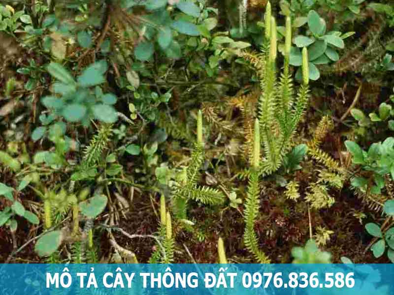 mô tả cây thông đất