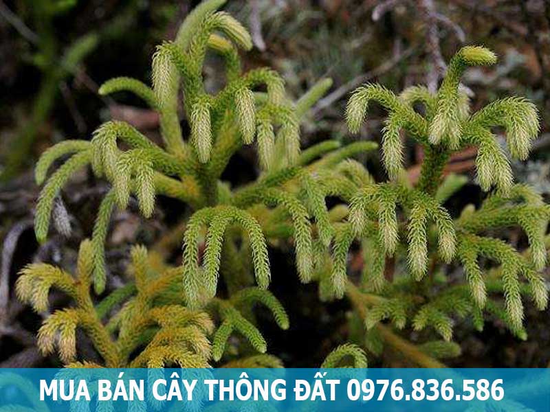 mua bán cây thông đất