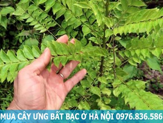 mua cây ưng bất bạc ở Hà Nội