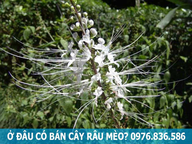 ở đâu bán cây râu mèo