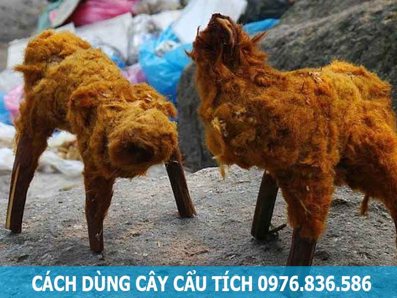 cách dùng cây cẩu tích