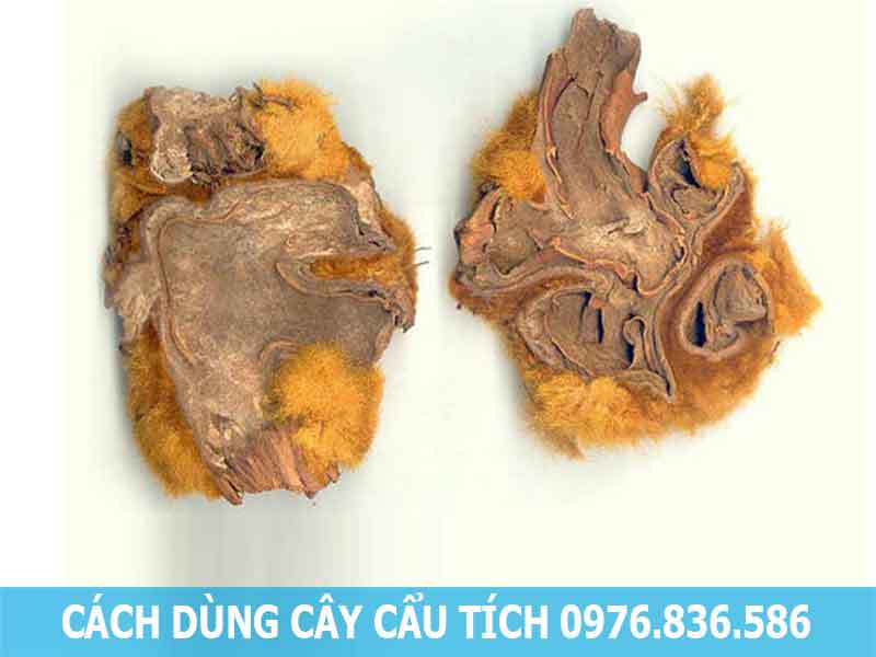 cách dùng cây cẩu tích