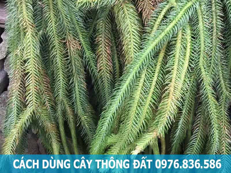 cách dùng cây thông đất