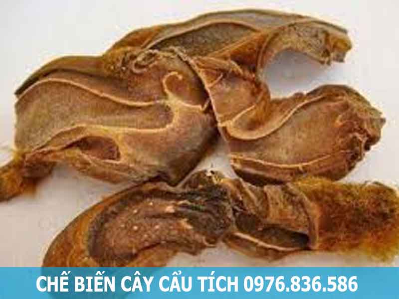 chế biến cây cẩu tích