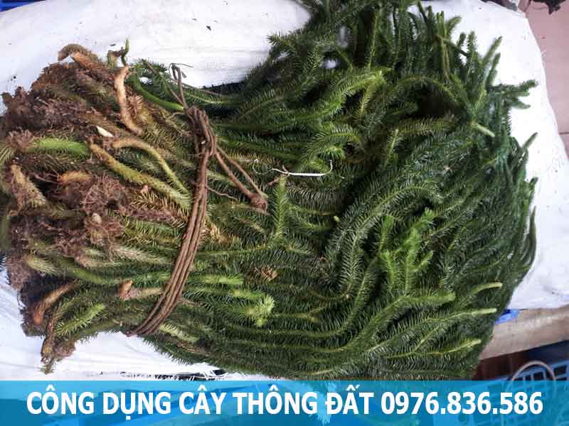 công dụng cây thông đất