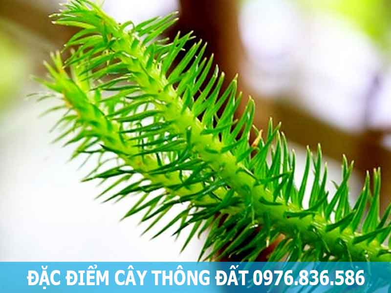 đặc điểm cây thông đất