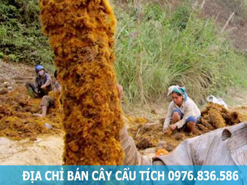 địa chỉ bán cây cẩu tích