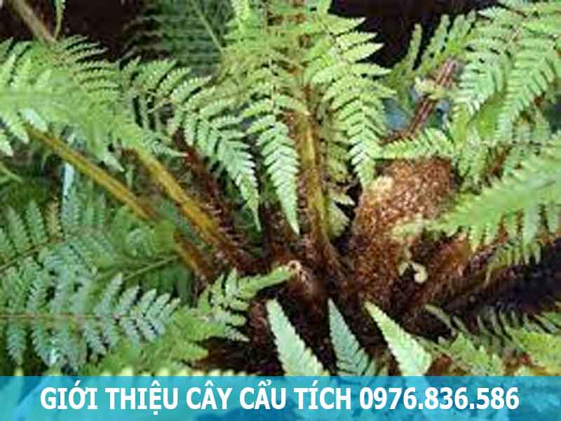 giới thiệu cây cẩu tích