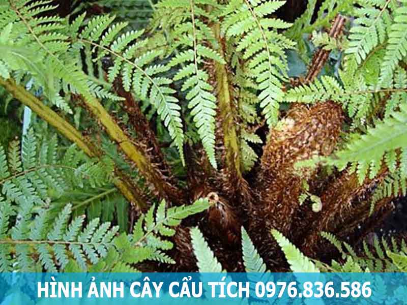 hình ảnh cây cẩu tích