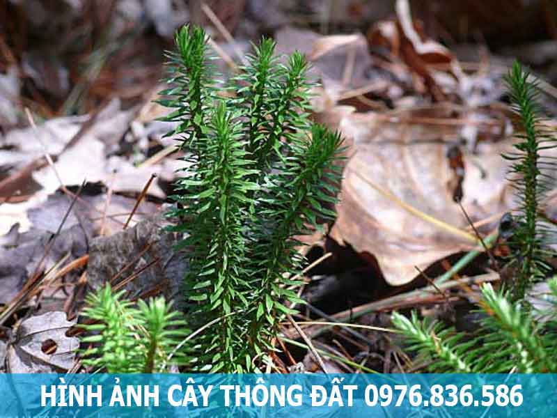 hình ảnh cây thông đất