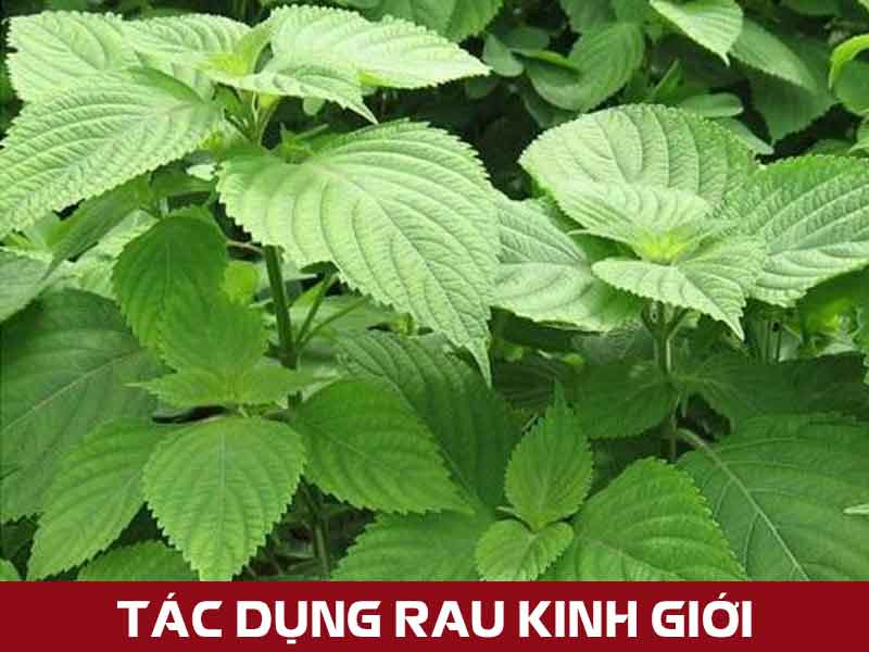 Những công dụng bất ngờ từ rau kinh giới - Dược Liệu Hòa Bình