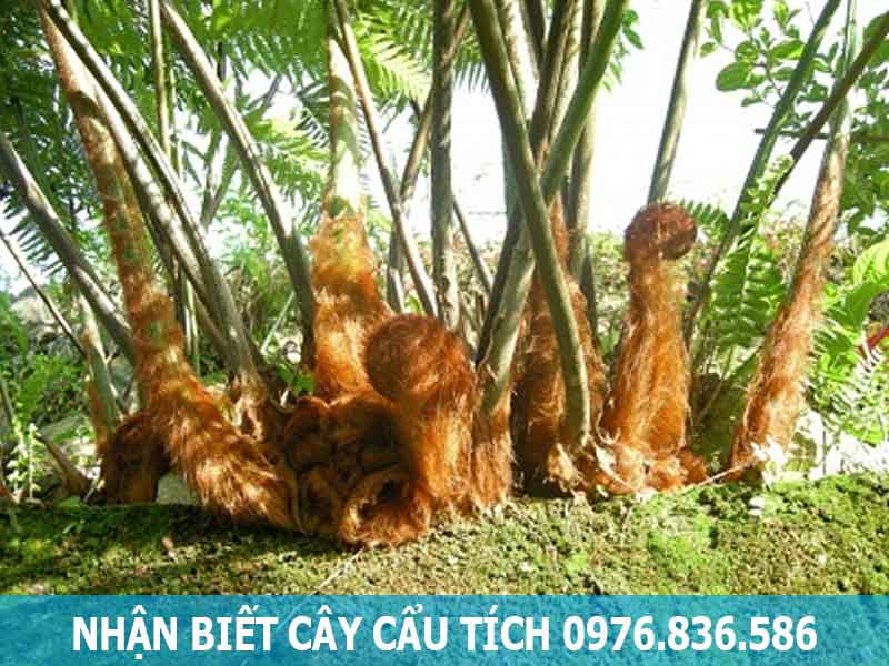 nhận biết cây cẩu tích