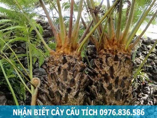 nhận biết cây cẩu tích