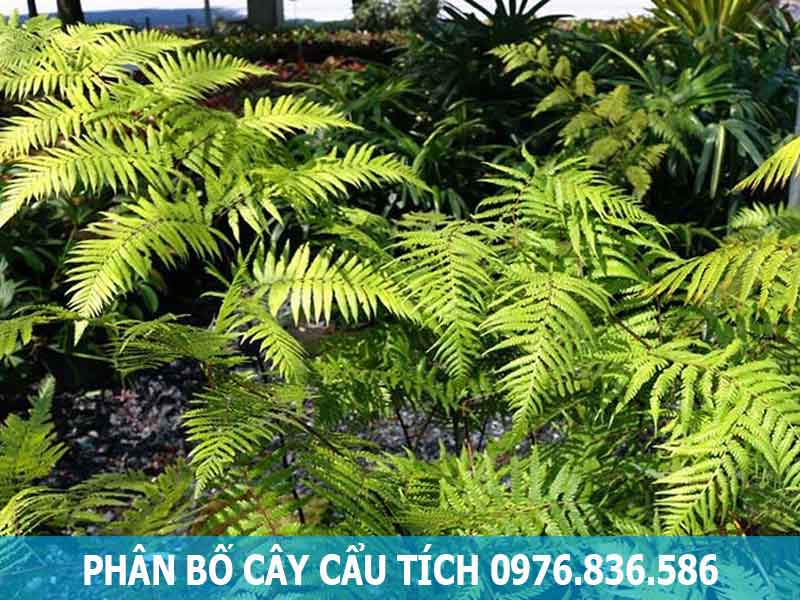 phân bố cây cẩu tích