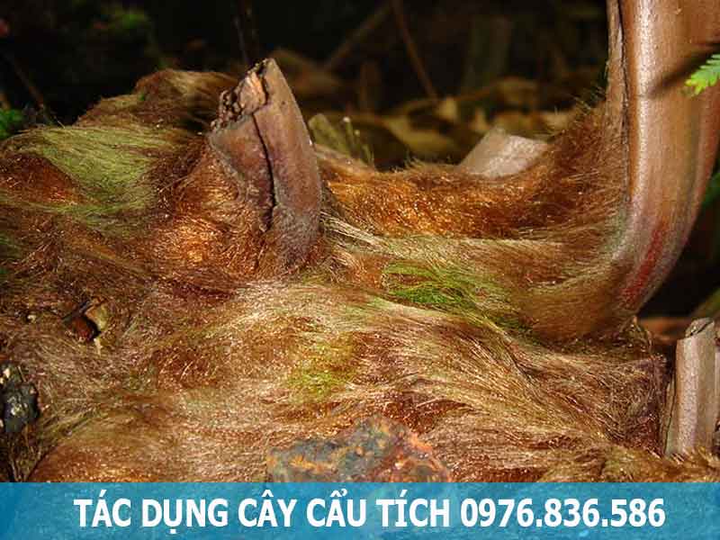 tác dụng cây cẩu tích