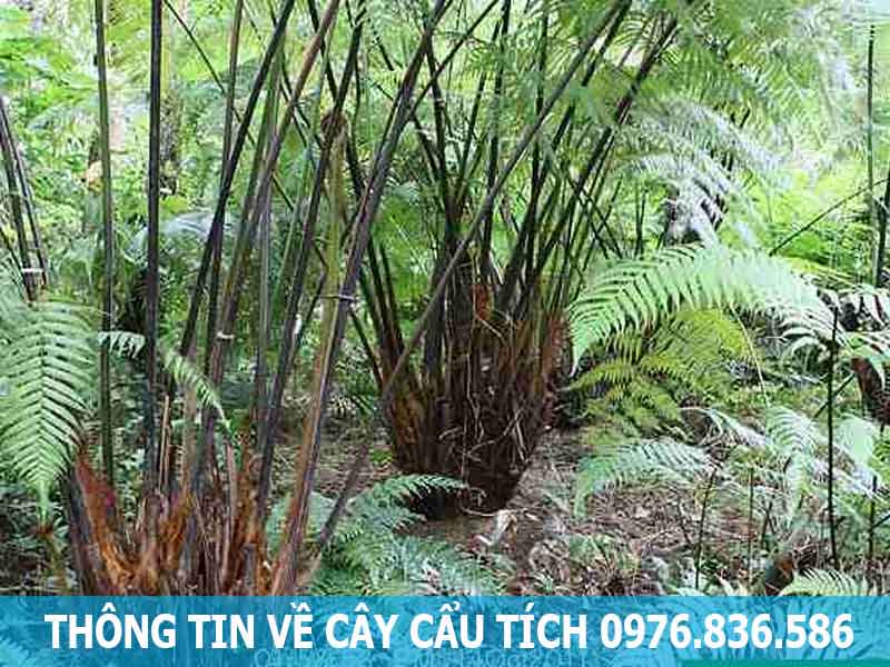 thông tin cây cẩu tích