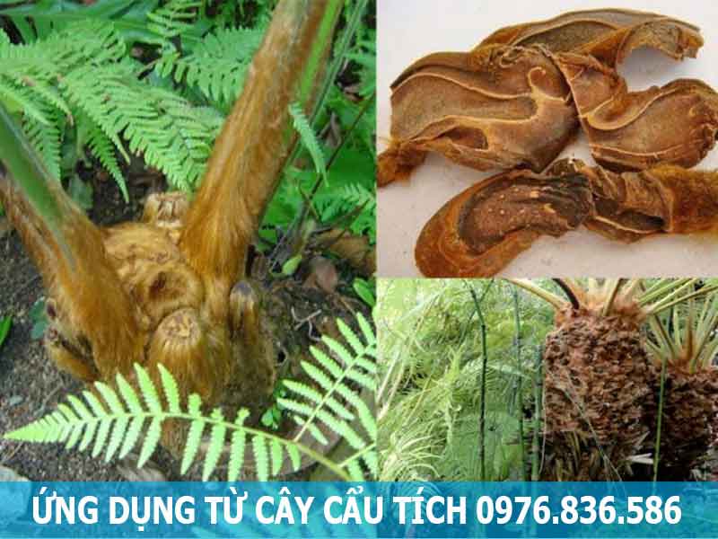 ứng dụng cây cẩu tích