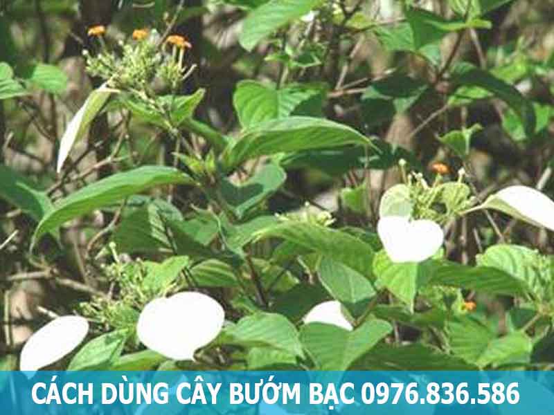 cách dùng cây bướm bạc