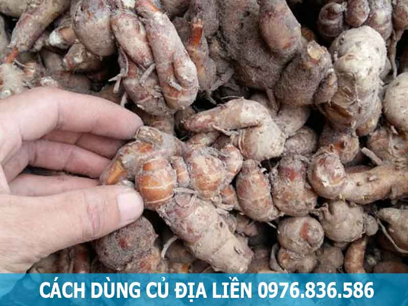 cách dùng củ địa liền