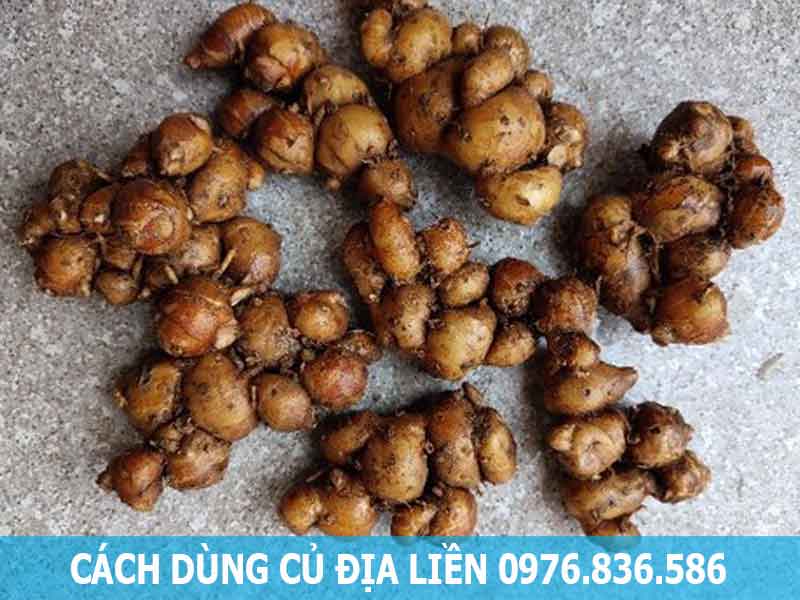 cách dùng củ địa liền