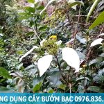 Cây bướm bạc giúp phòng ngừa say nắng mùa hè rất tốt