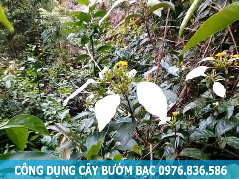 công dụng cây bướm bạc