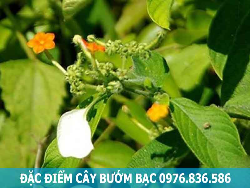 đặc điểm cây bướm bạc