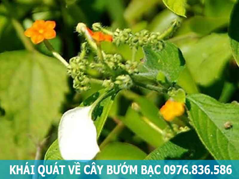 khái quát về cây bướm bạc