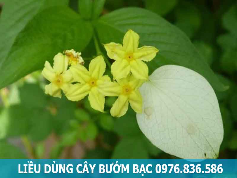 liều dùng cây bướm bạc