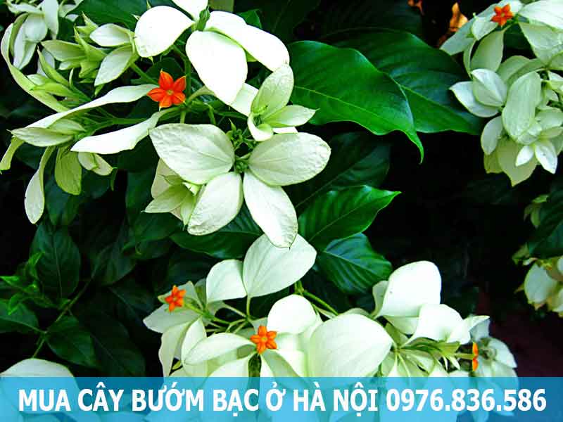 mua cây bướm bạc ở hà nội