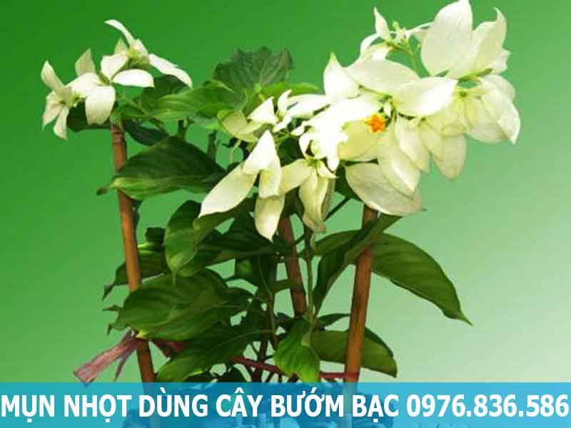 mụn nhọt dùng cây bướm bạc