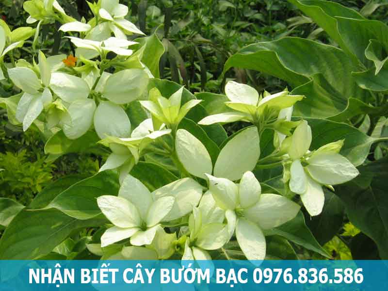 nhận biết cây bướm bạc