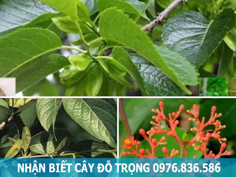 nhận biết cây đỗ trọng