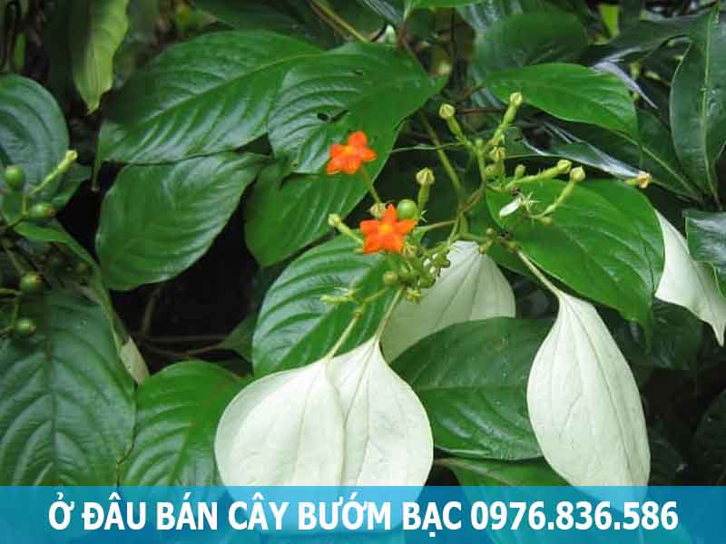 ở đâu bán cây bướm bạc