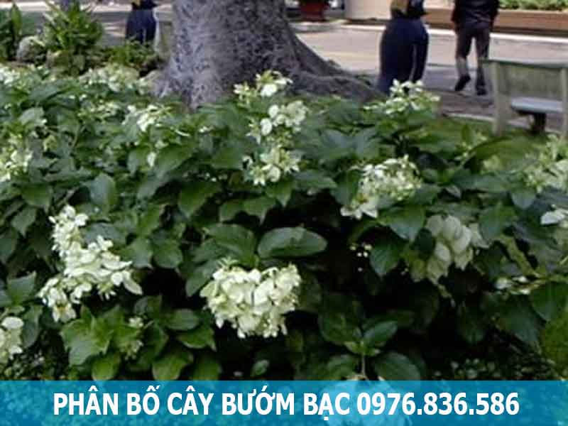 phân bố cây bướm bạc