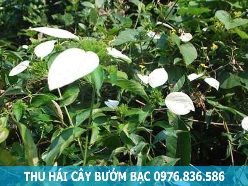 thu hái cây bướm bạc