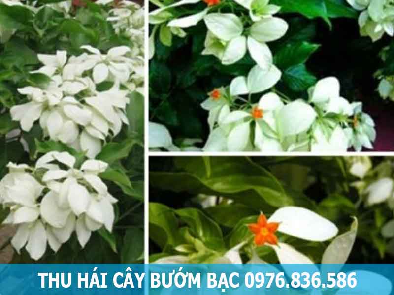 thu hái cây bướm bạc