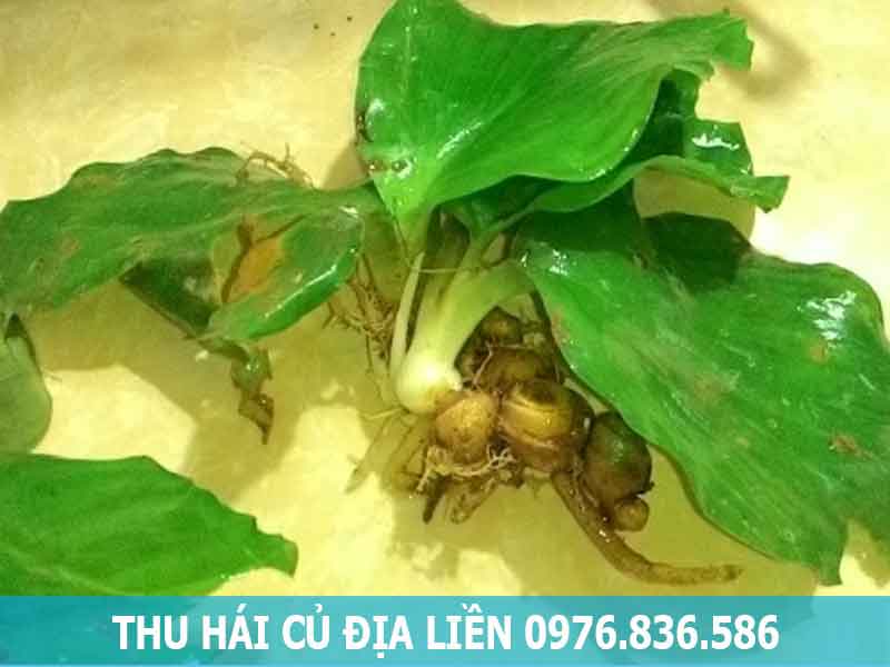 thu hái củ địa liền