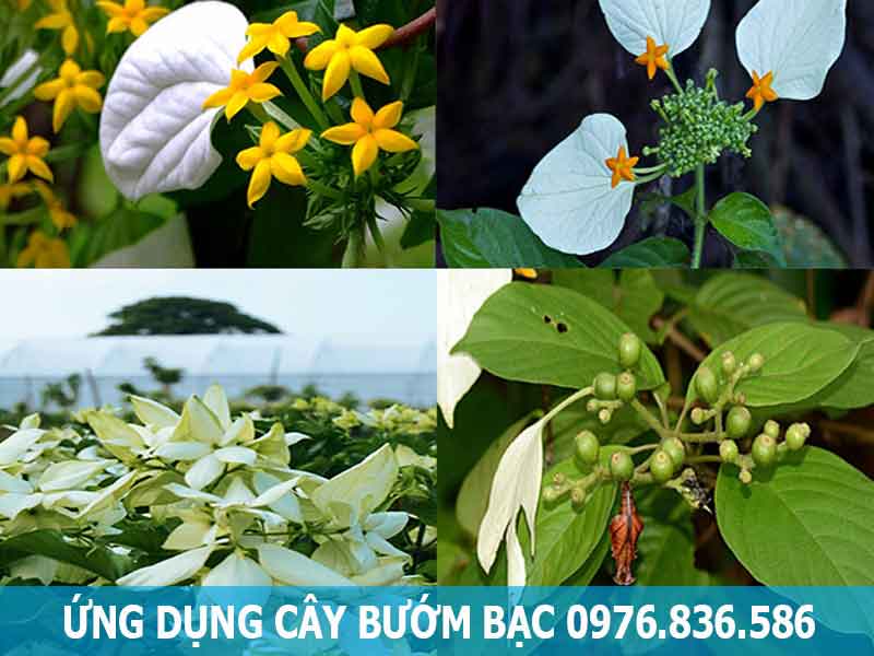 ứng dụng cây bướm bạc