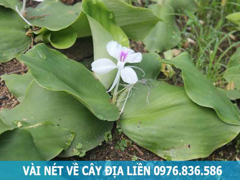 vài nét về cây địa liền