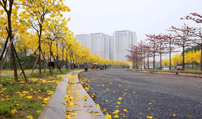 Cách trồng và chăm sóc cây phong linh hoa vàng