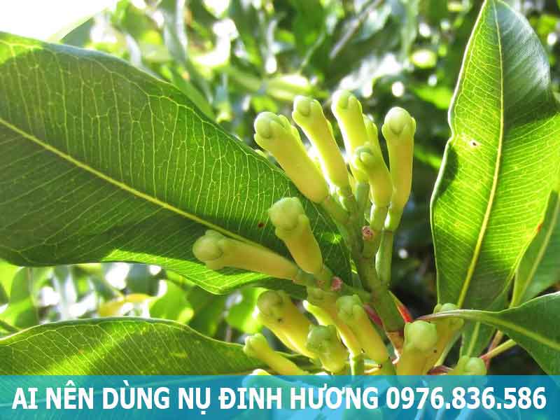 ai nên dùng nụ đinh hương