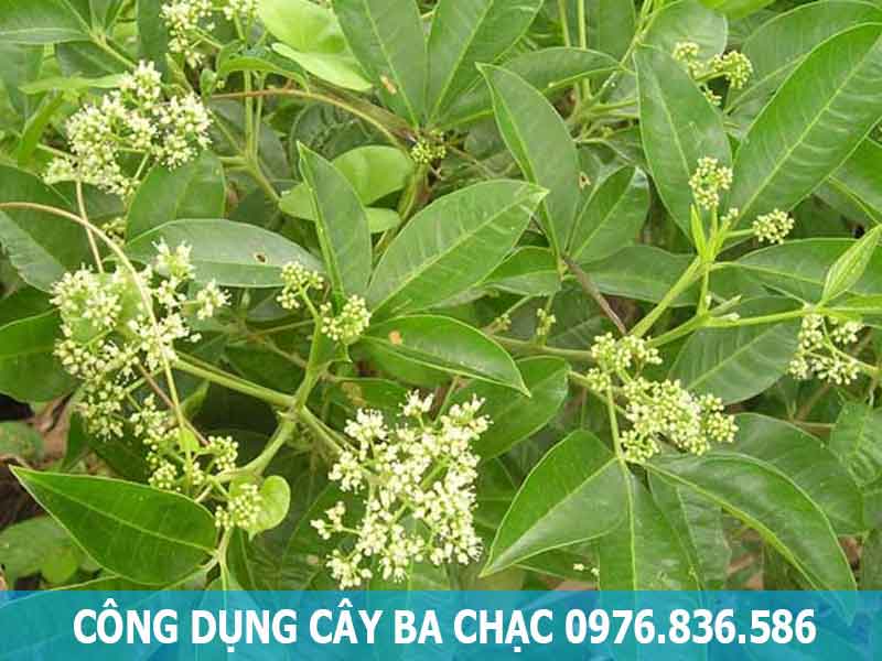 công dụng cây ba chạc