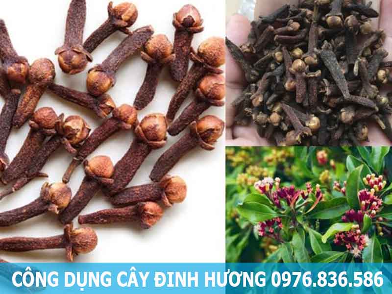 công dụng cây đinh hương