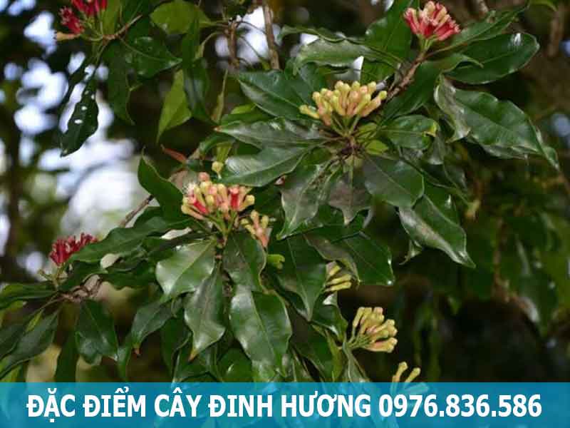 đặc điểm cây đinh hương