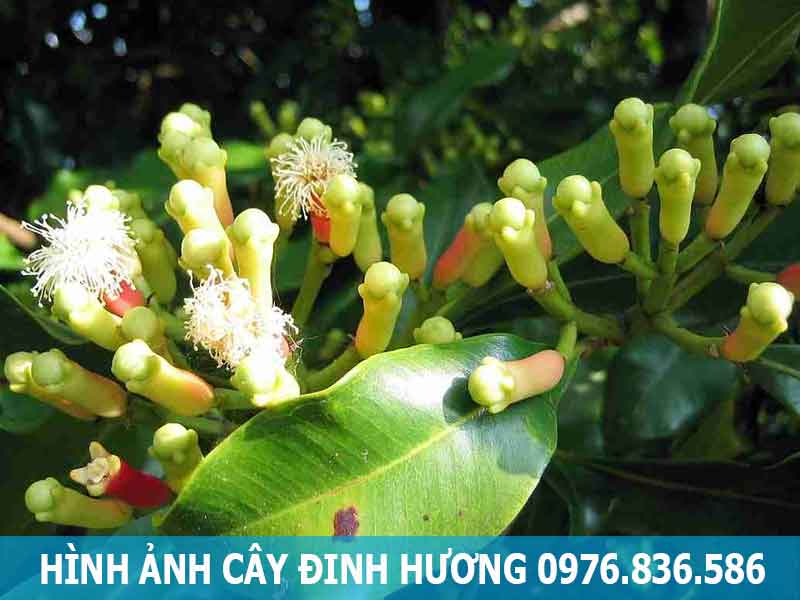 hình ảnh cây đinh hương