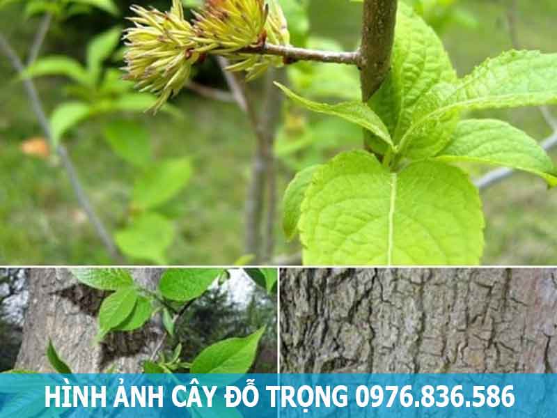 hình ảnh cây đỗ trọng